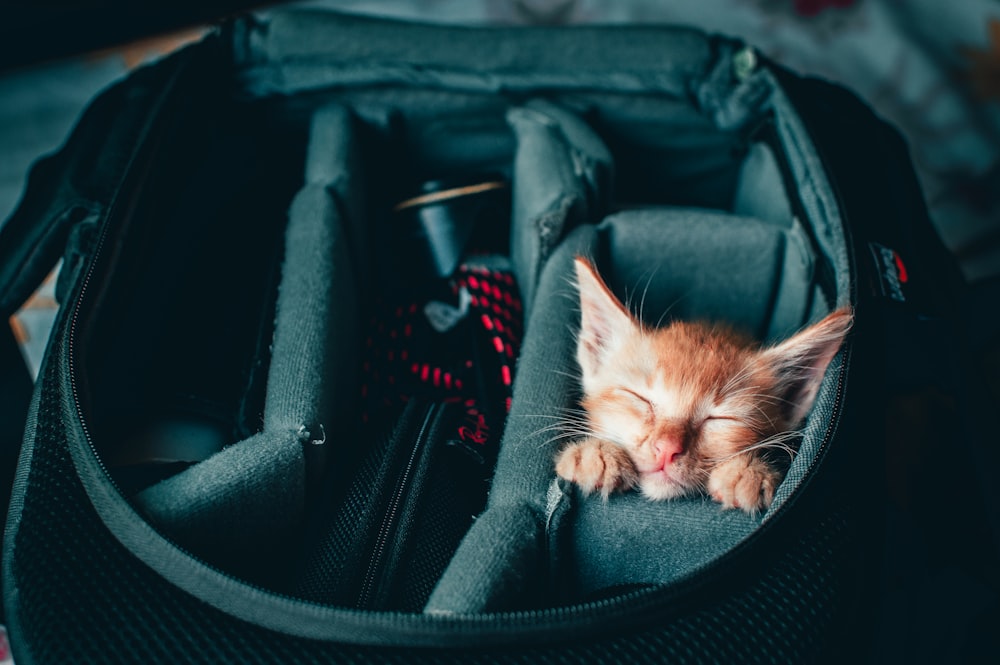 orange tabby kitten on black leather bag