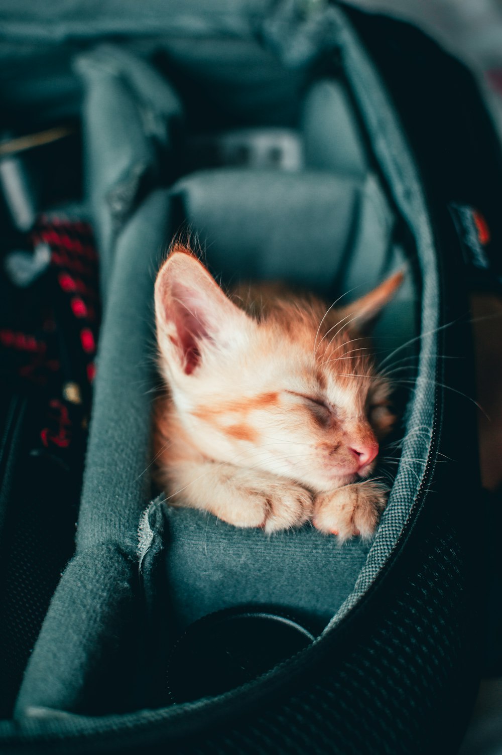 white and orange tabby kitten on black leather car seat