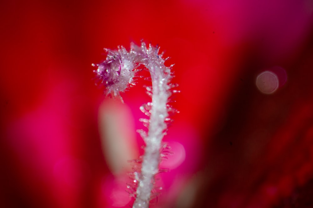 weiße und rote Blume in Nahaufnahmen