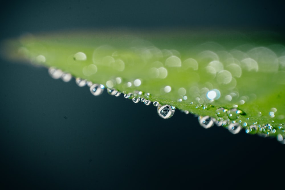 water droplets on green leaf