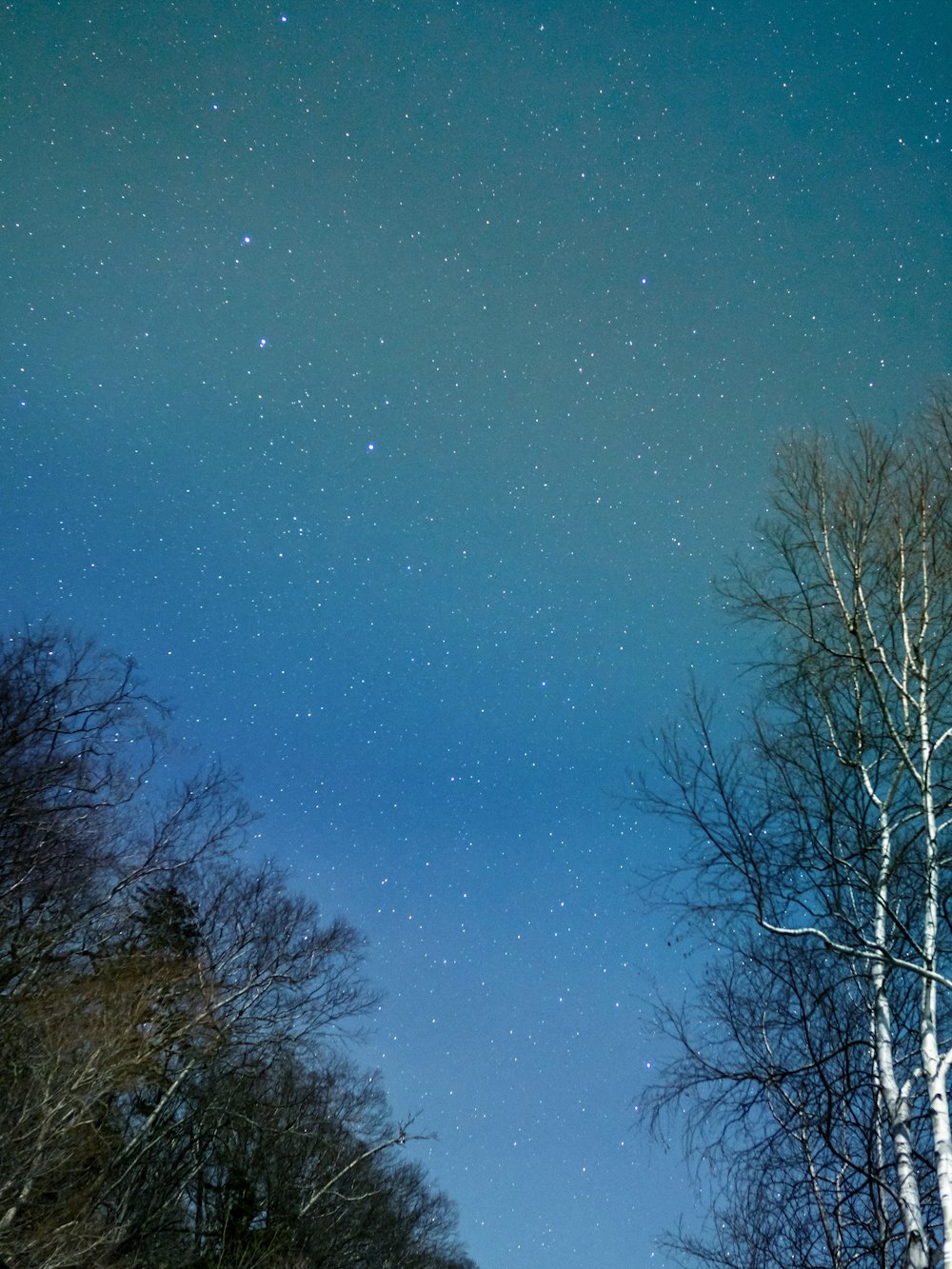 árboles desnudos bajo el cielo azul durante el día