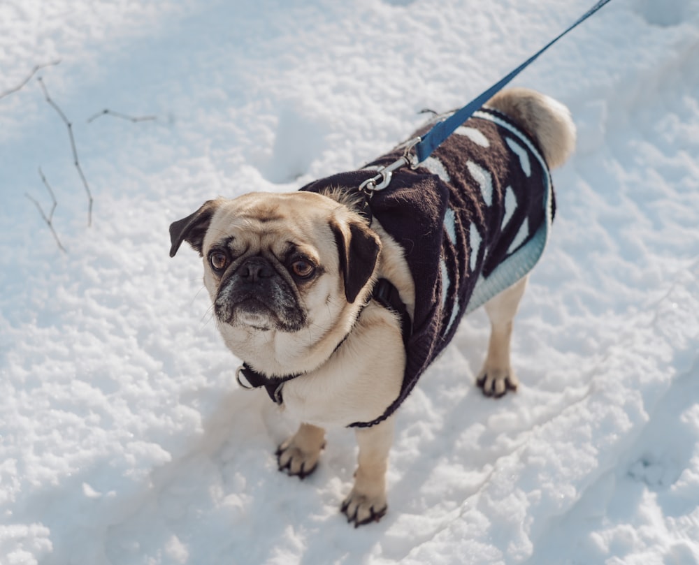 fawn pug with blue and white striped shirt on snow covered ground