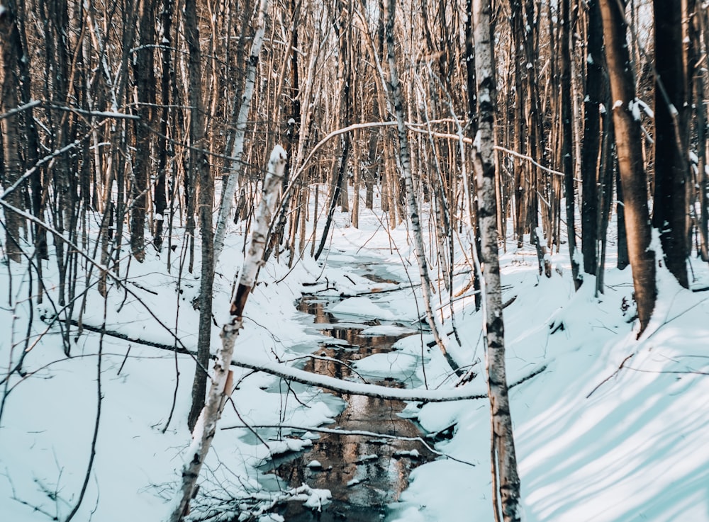 brown leafless tree on snow covered ground