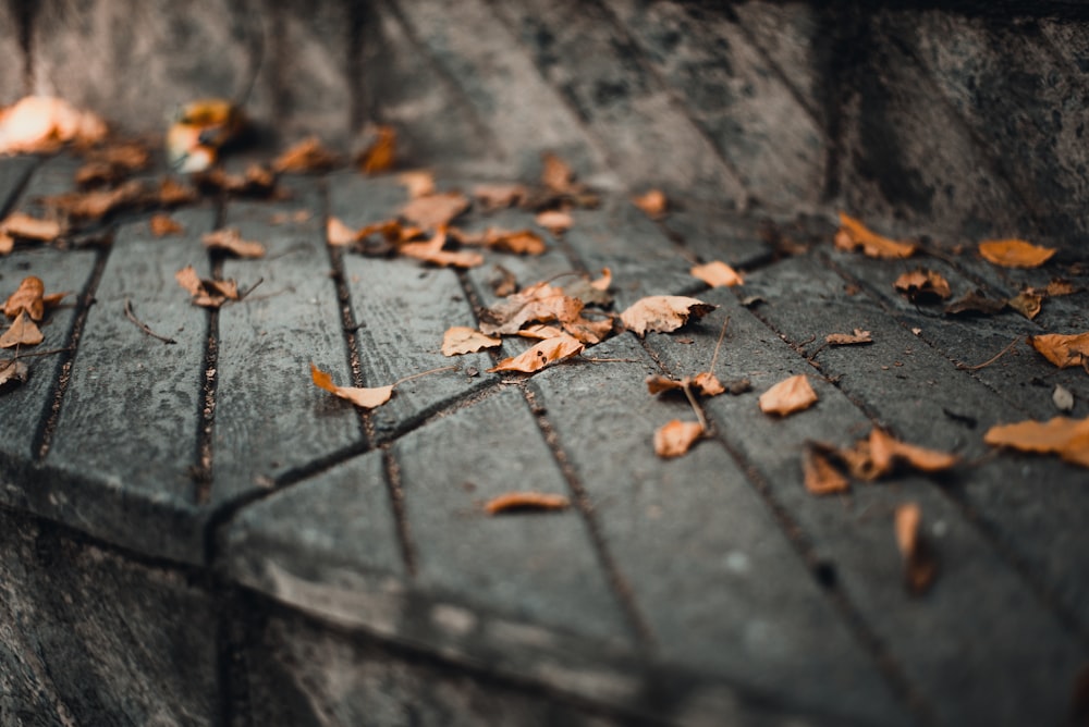 brown leaves on gray concrete brick