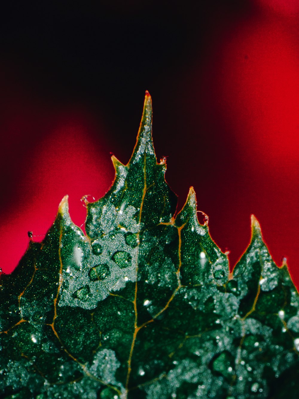 green leaf with water droplets