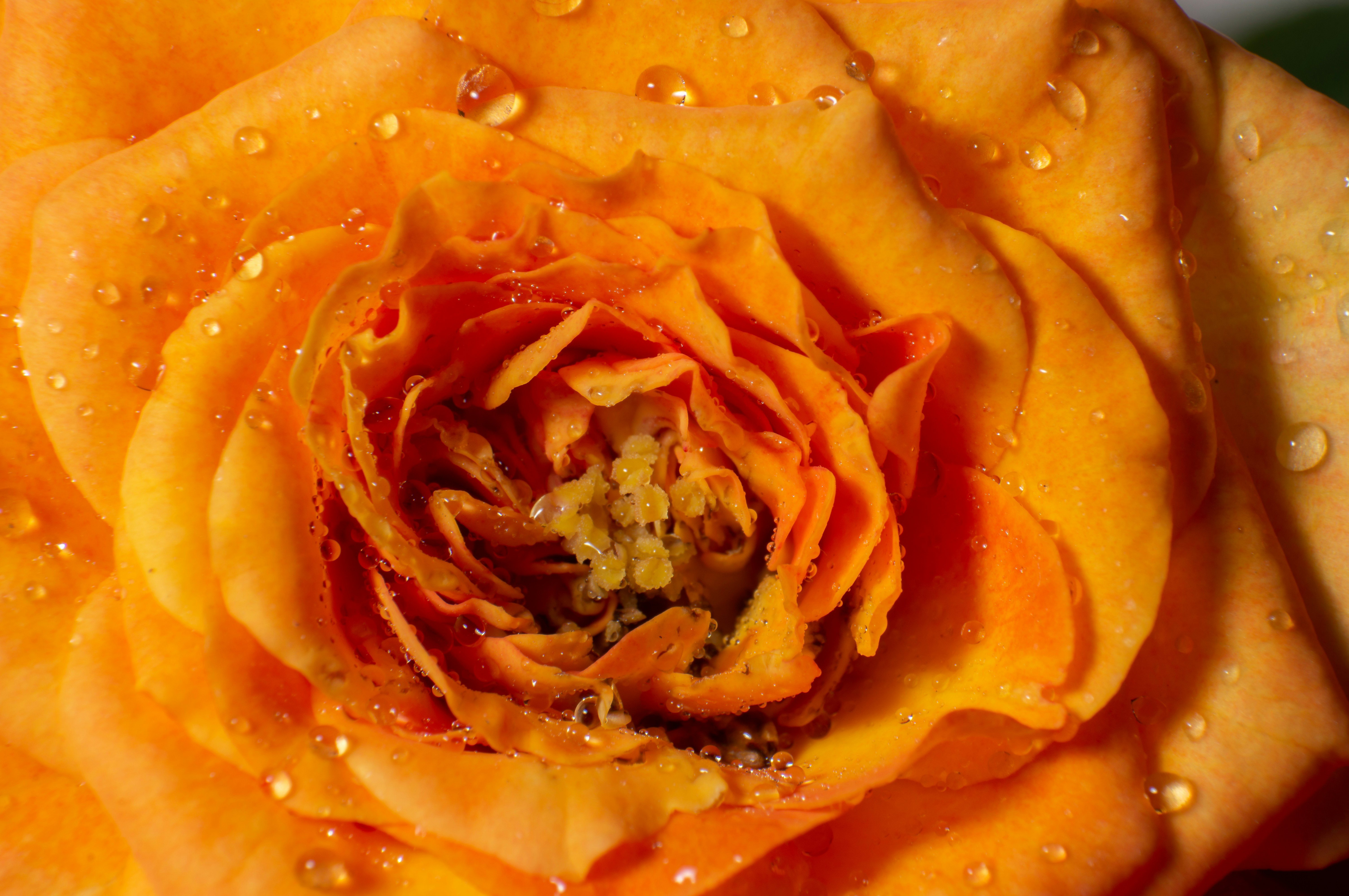 orange rose in bloom close up photo