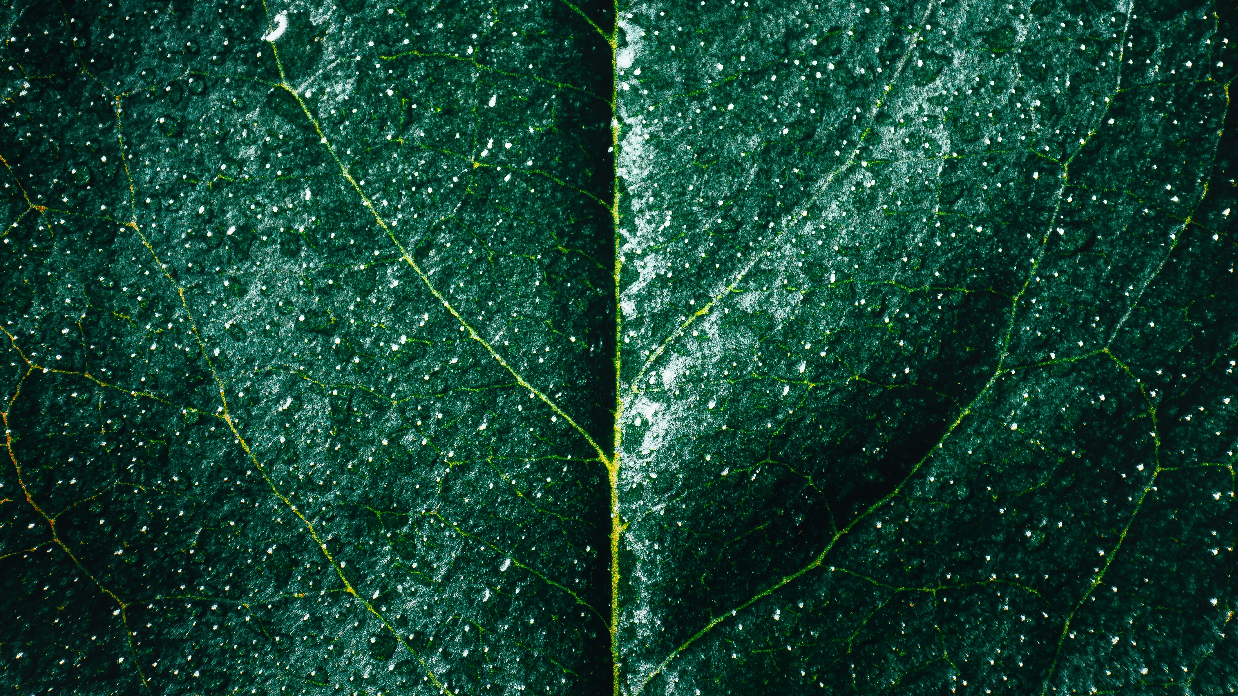 Photo by nishaan_ahmed