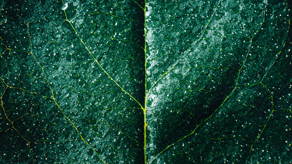 green leaf in close up photography