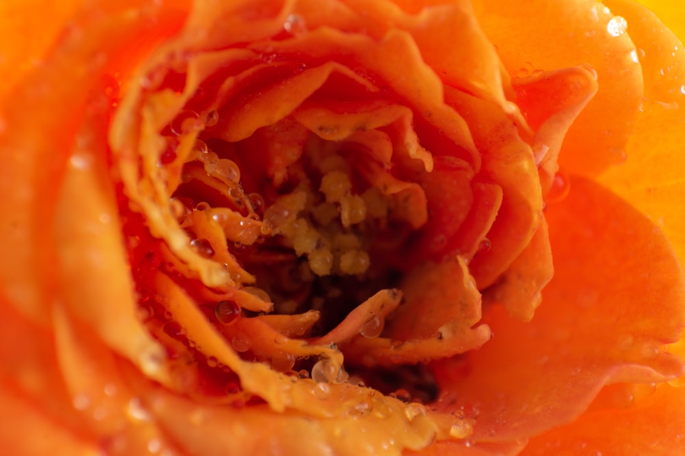 close up photo of orange and red food