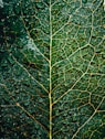water droplets on green leaf