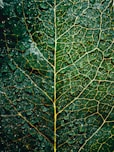 water droplets on green leaf