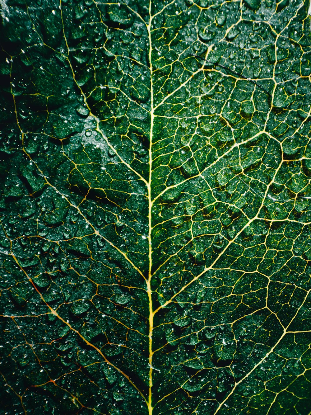 water droplets on green leaf