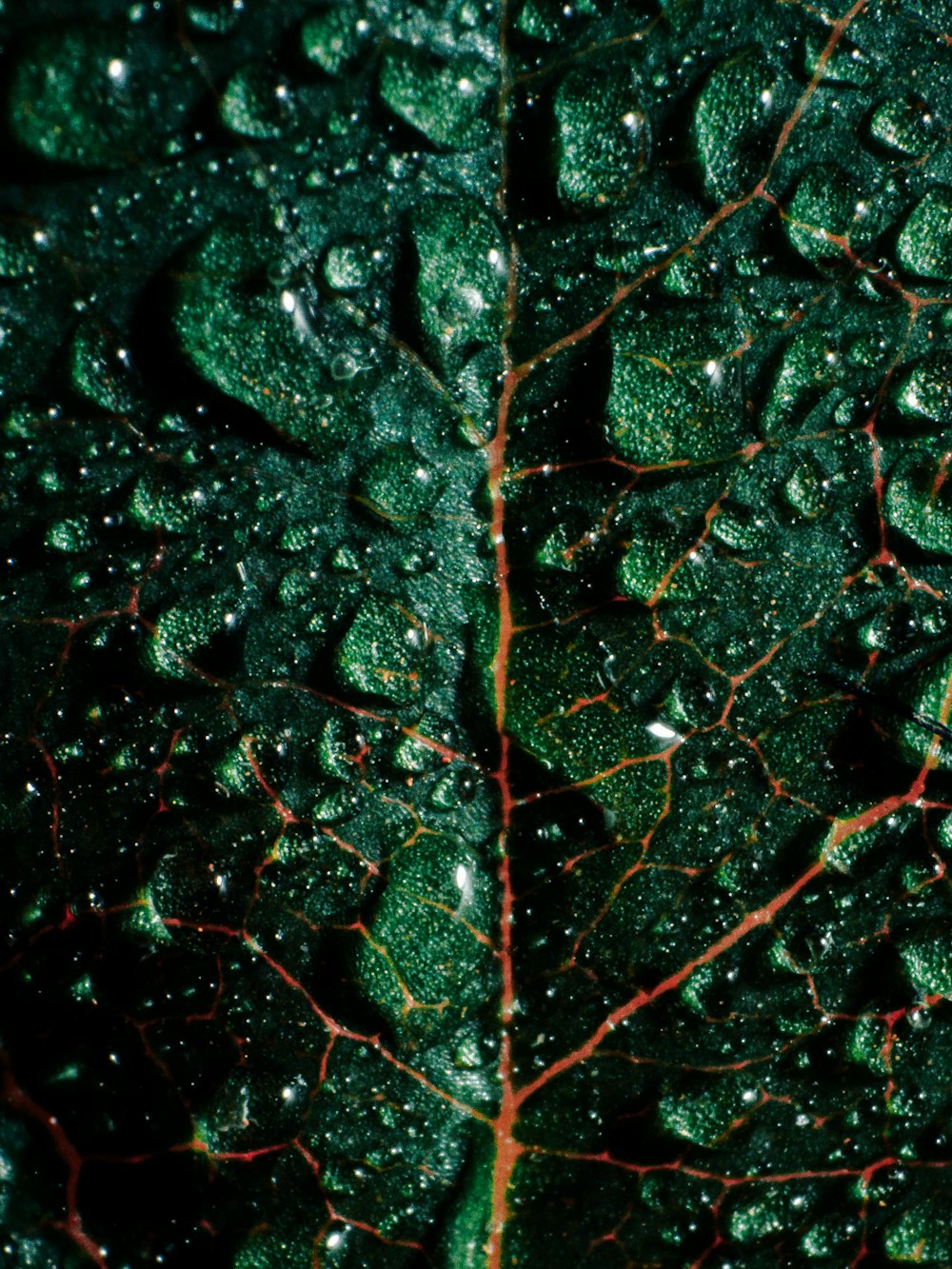 green leaf with water droplets