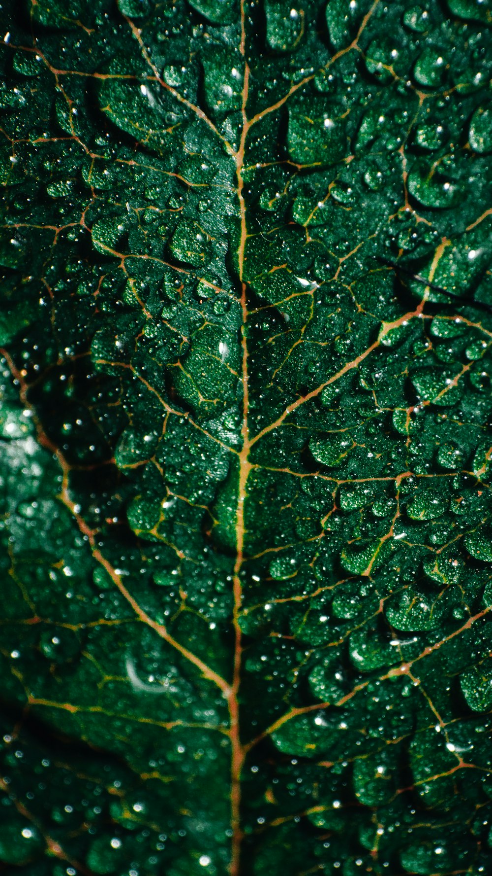 goccioline d'acqua su foglia verde