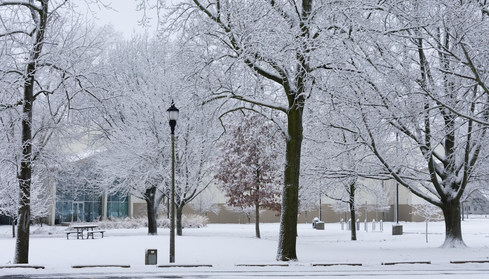 black street light on snow covered ground near bare trees during daytime