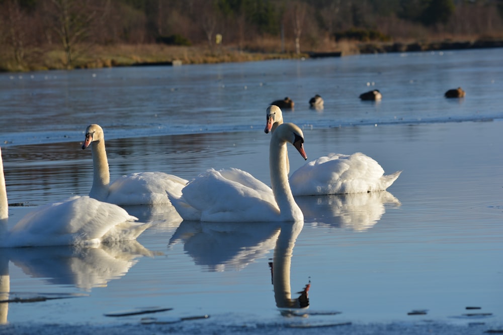 Weißer Schwan tagsüber auf dem Wasser