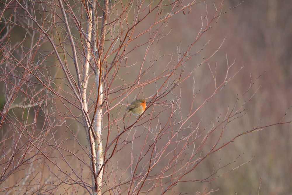 gelber und grüner Vogel tagsüber auf braunem Ast