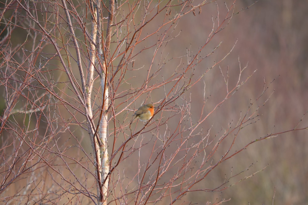 yellow and green bird on brown tree branch during daytime