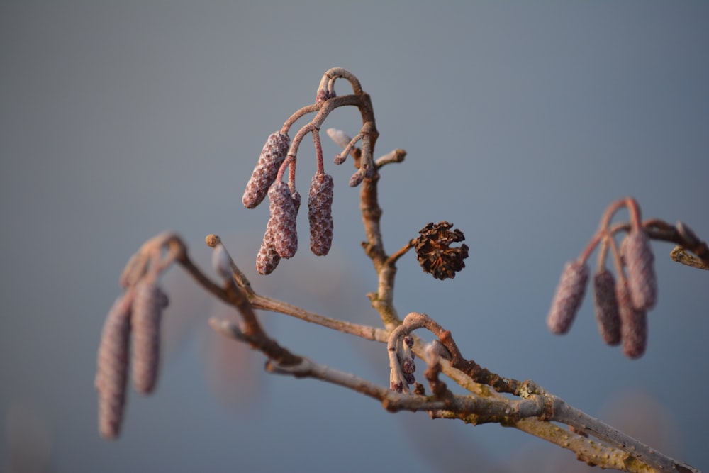 braune und schwarze runde Frucht am braunen Ast