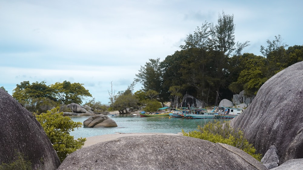 green trees near body of water during daytime