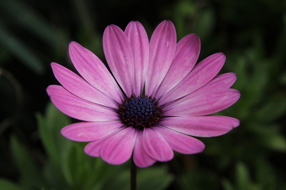 purple flower in tilt shift lens