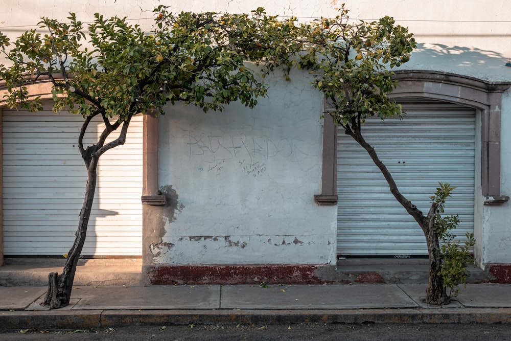 Arbre vert sur mur de béton blanc