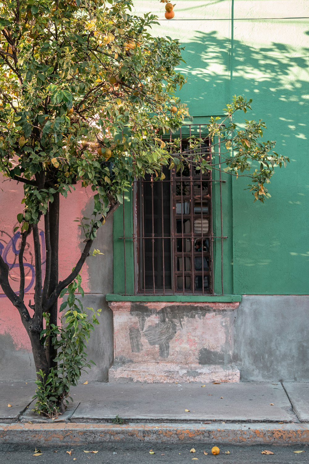 Árbol verde y marrón junto a un edificio de hormigón verde