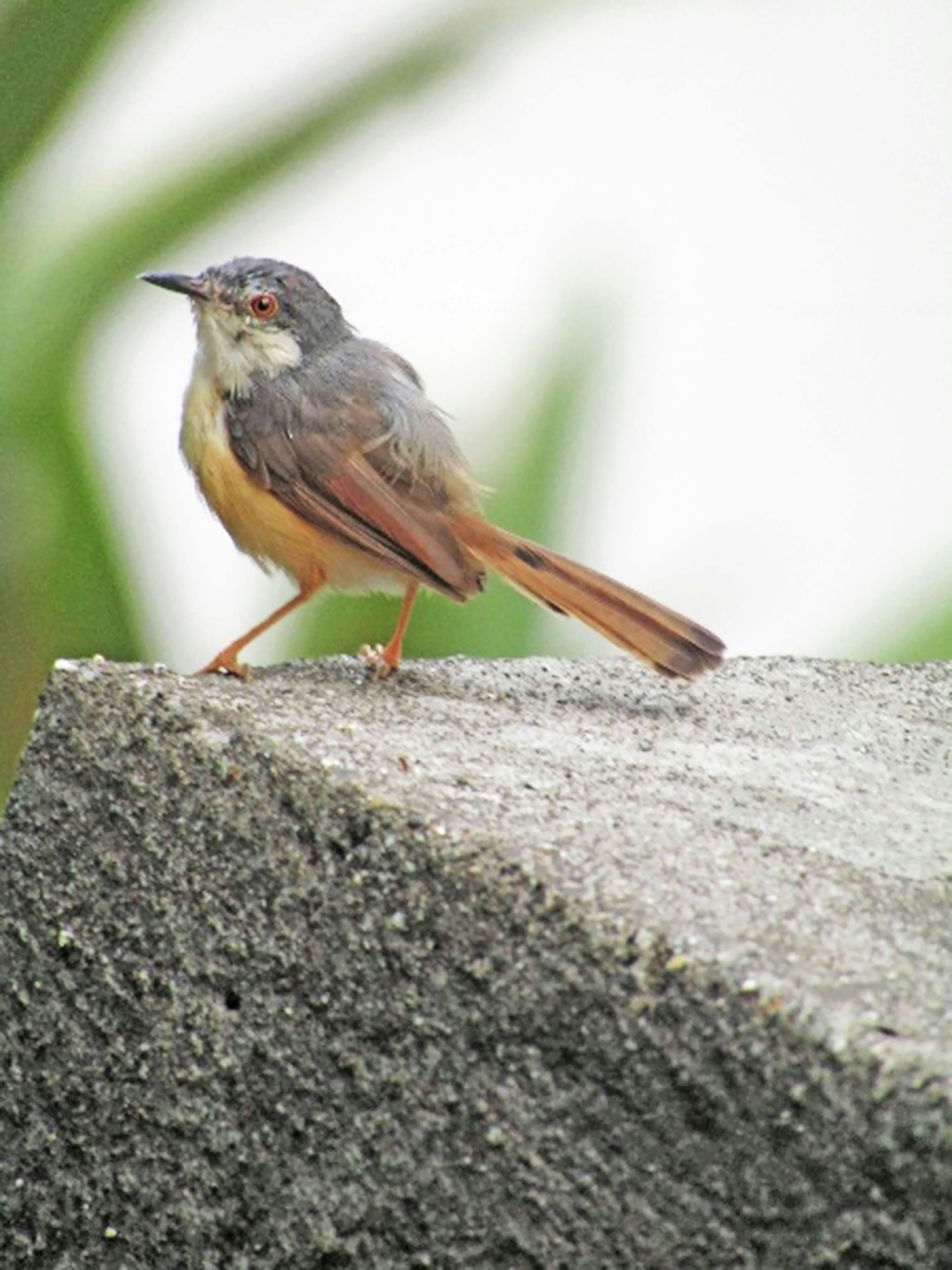 brown and black bird on gray rock