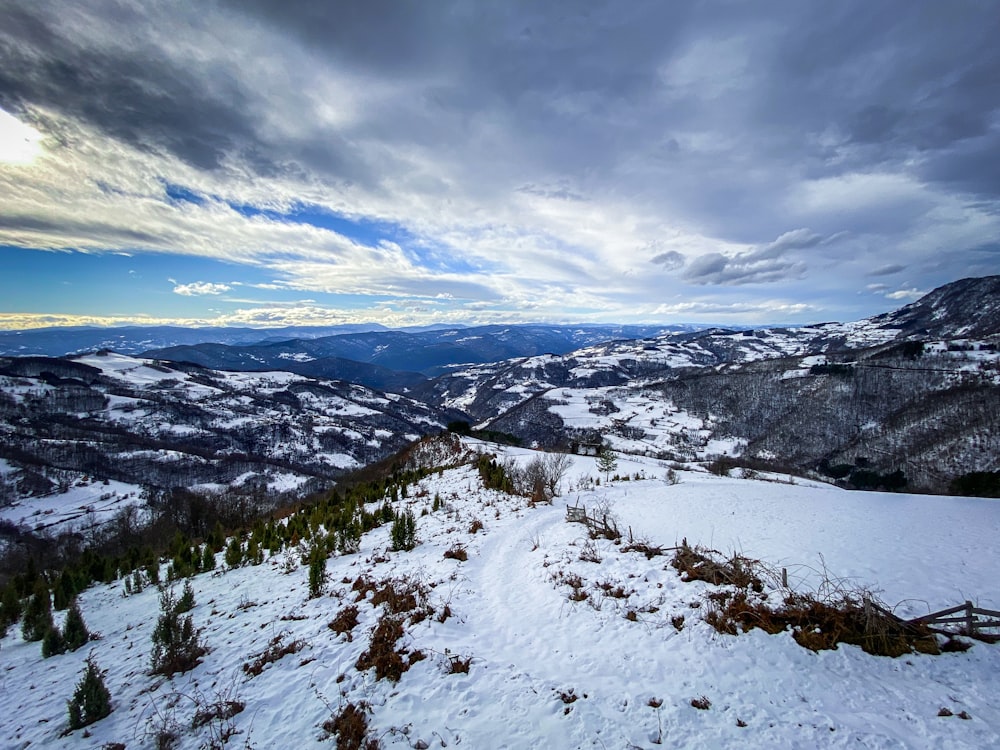 green trees on snow covered ground during daytime