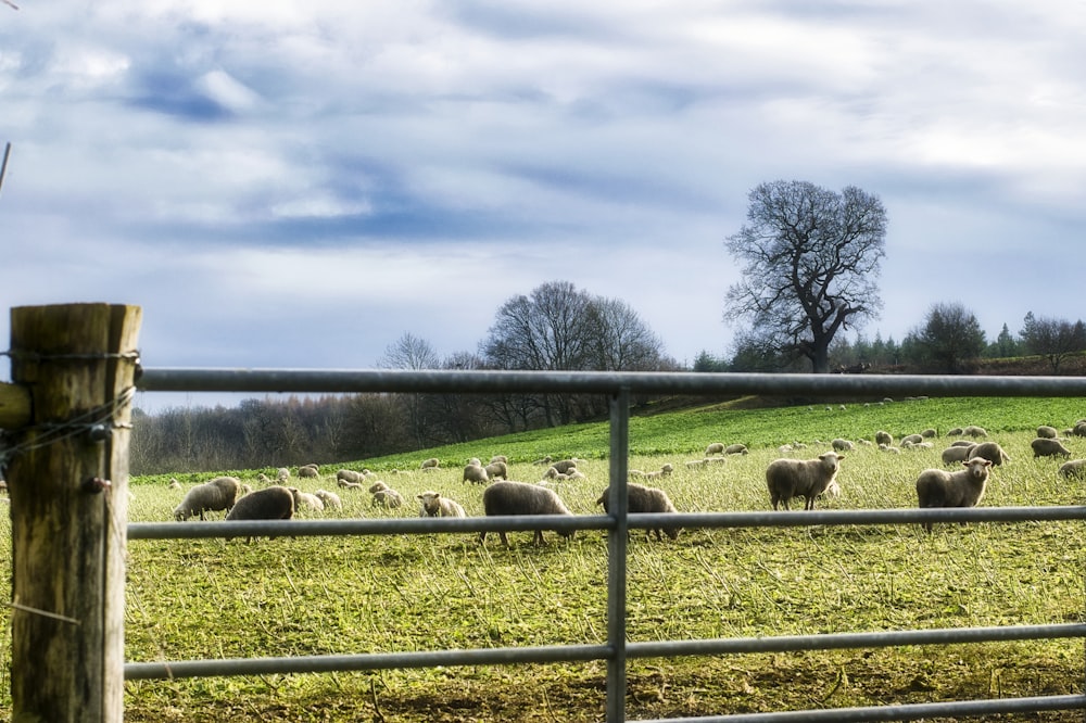 sheep on green grass field during daytime