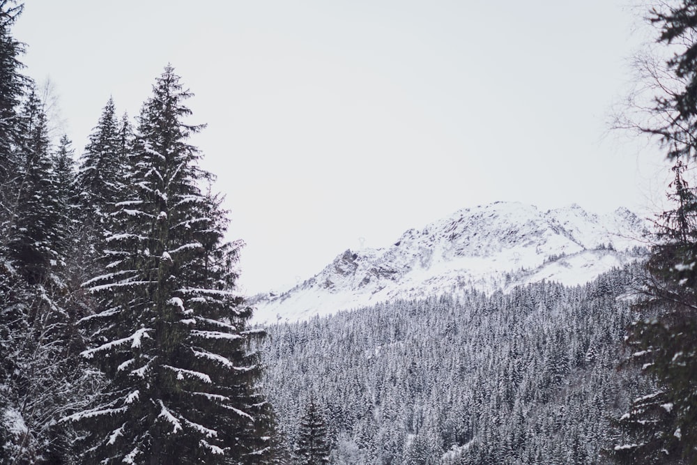 snow covered pine trees and mountains
