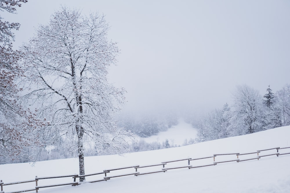 Schneebedeckte Bäume tagsüber