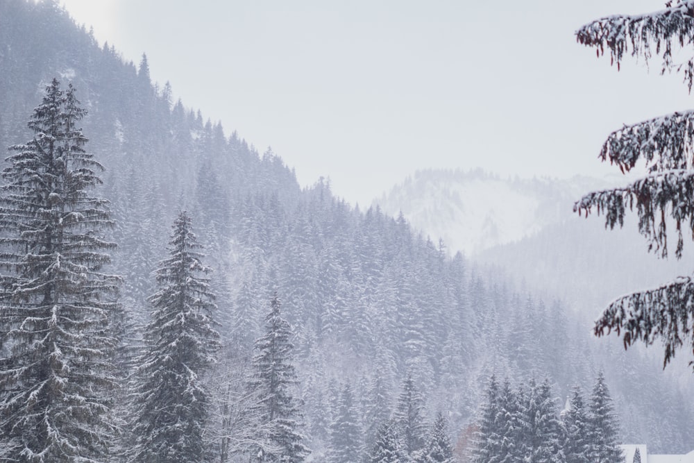 green pine trees covered with snow