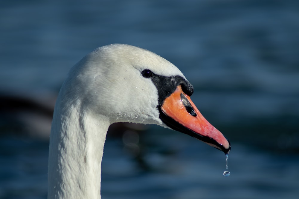 white swan in water during daytime