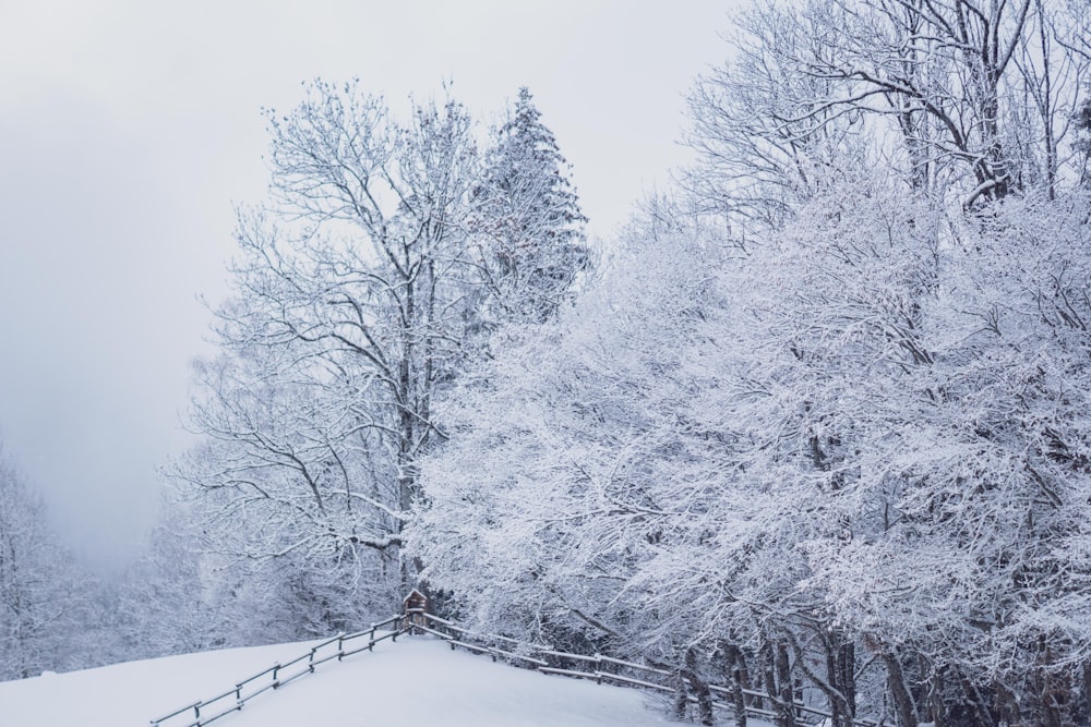 snow covered trees during daytime