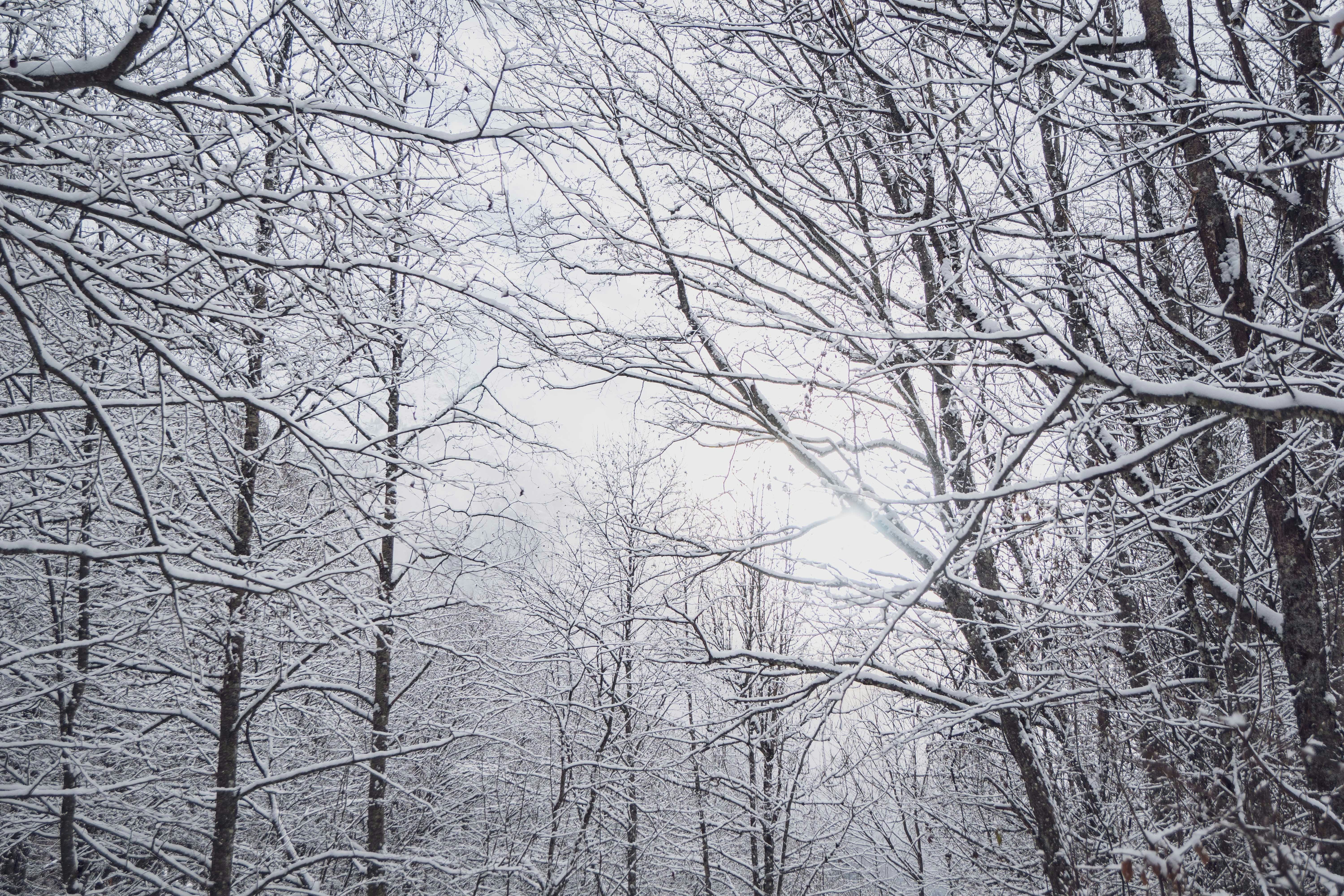 Photo by jbonunsplash