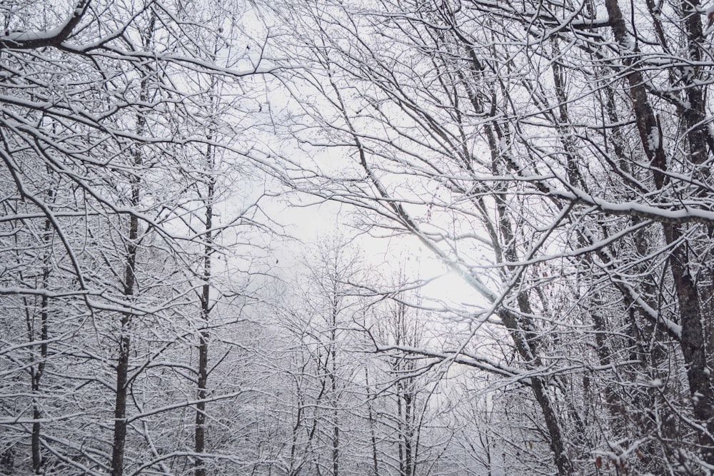 bare trees covered with snow during daytime