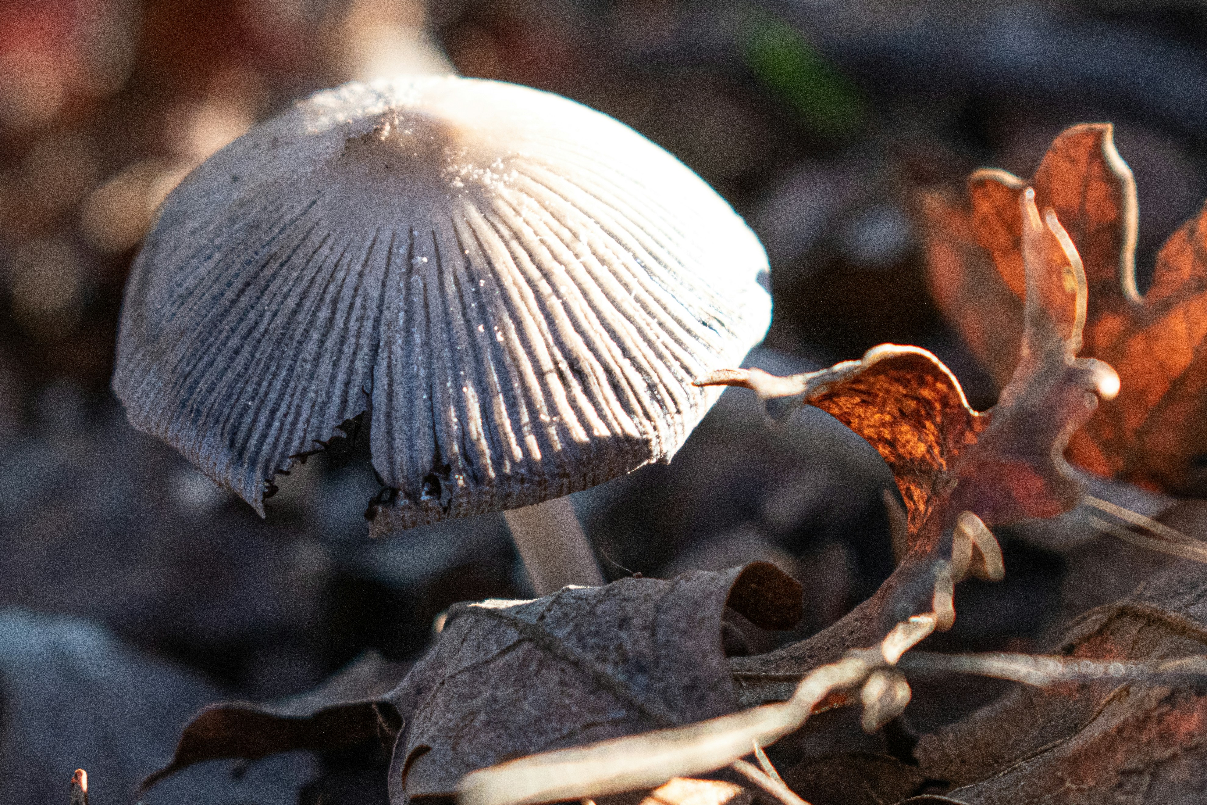 Photo by elisastonephotography