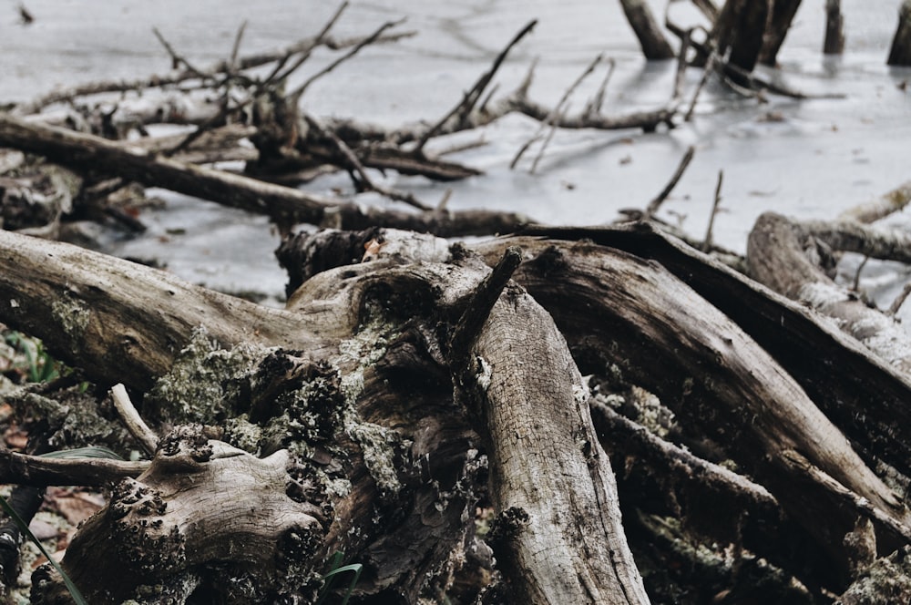 brown tree trunk on water