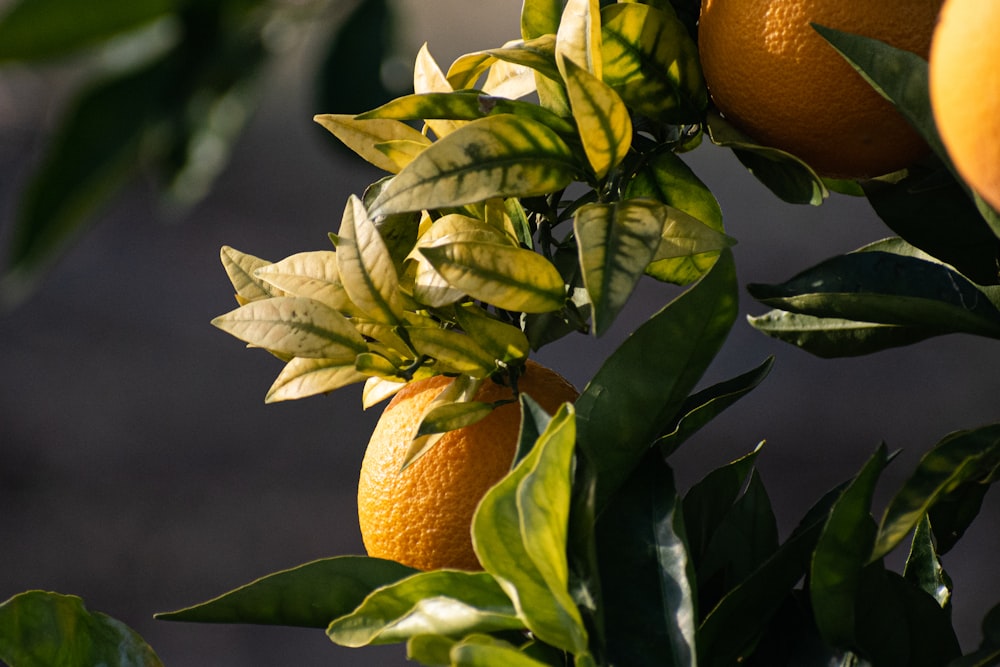 orange fruit on green leaves