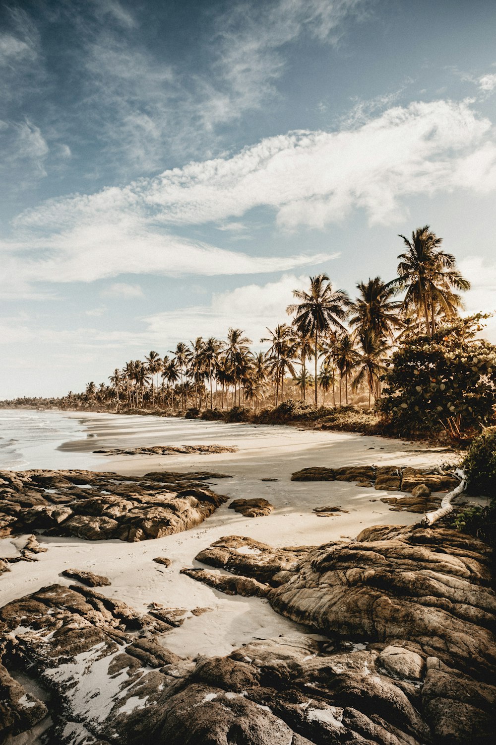 green palm trees on beach shore under white clouds and blue sky during daytime