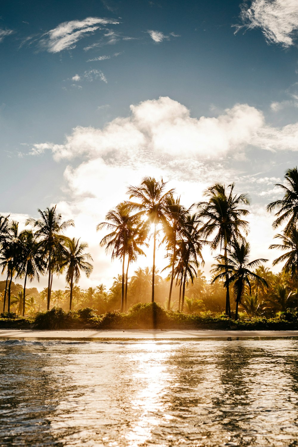 Grüne Kokospalmen in der Nähe von Gewässern während des Tages