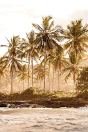 green coconut palm trees during daytime