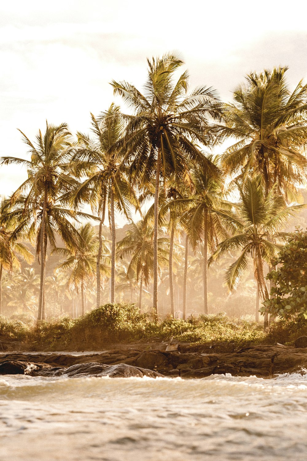 green coconut palm trees during daytime