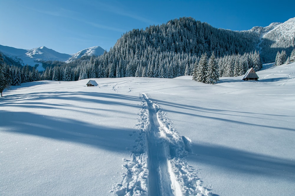 pini innevati durante il giorno