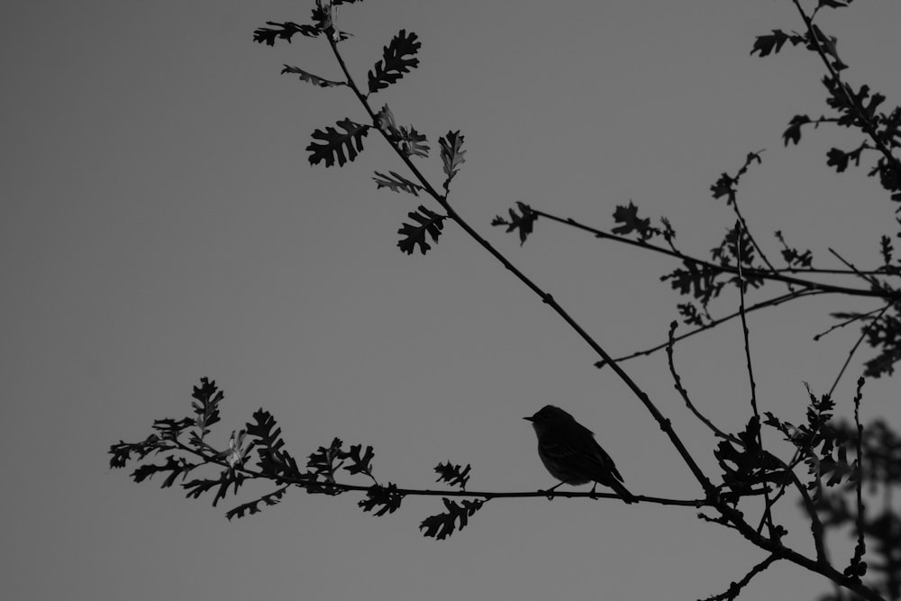 silhouette of bird on tree branch