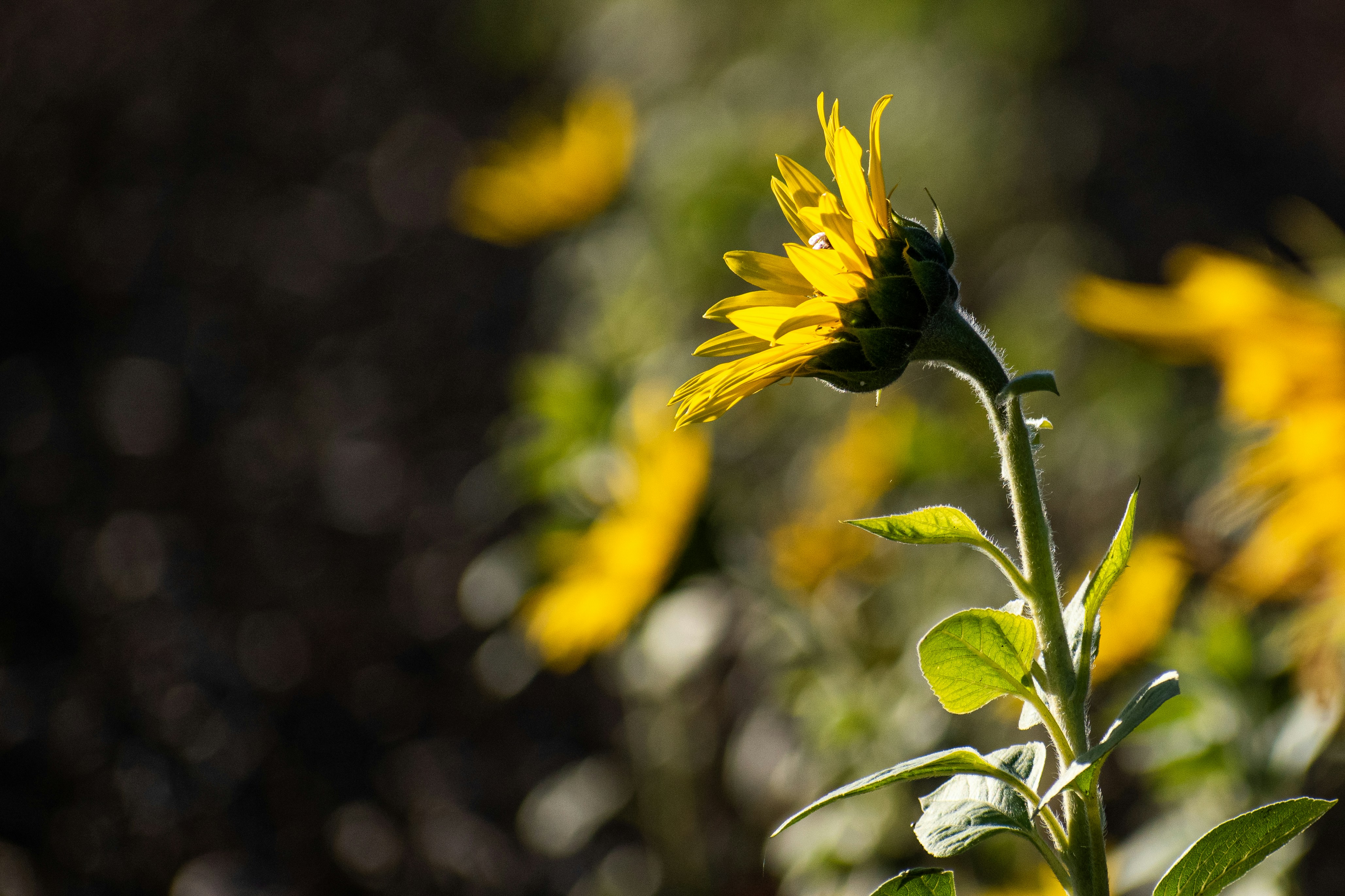 Photo by elisastonephotography