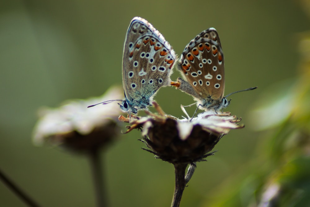 white and brown butterfly on brown stem