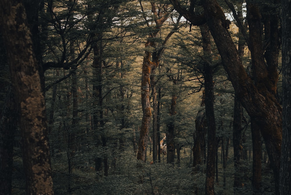 brown trees on forest during daytime