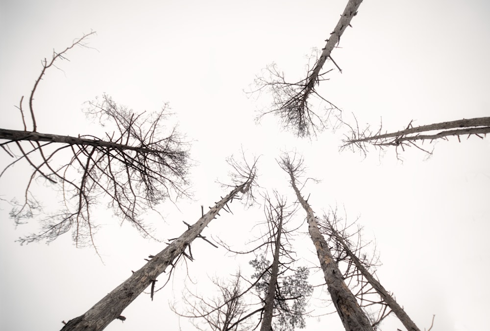 fotografia dal basso di alberi senza foglie